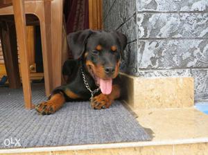 Black and tan Rottweiler Puppy