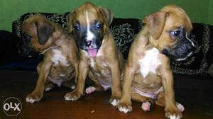 Boxer puppies available pure breed puppies sell