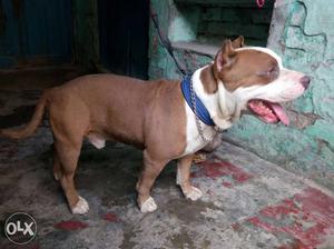 Brown And White American Bully