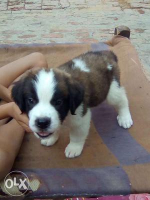 Brown, Black And White Saint Bernard Puppy