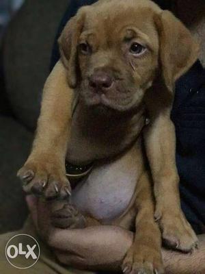 Brown Dogue De Bordeaux Puppy
