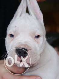 Cane Corso kennel- Best imported good Dogo argentino puppies
