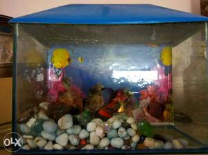 Complete fish aquarium with stones and air pump