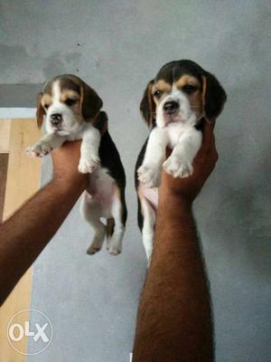 Cute cute beagle pups available