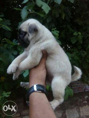 Cute heavy pug male pup for sale
