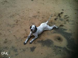 Dalmation,male dog,4years,vaccinated