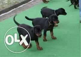 Doberman healthy active pups available 35 days old