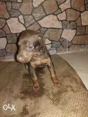 Doberman puppy.25 days old.original