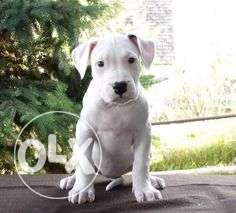 Dogo argentino-kennel-Dogo argentino Puppy sale. import line