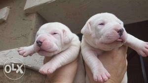 Dogo argentino-kennel-- Dogo argentino puppy import father