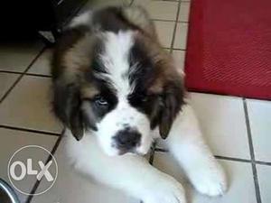 Dogo argentino-kennel- - Super quality saint Bernard puppies