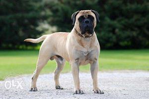 Dogo argentino-kennel--quality bull mastiff male puppy age