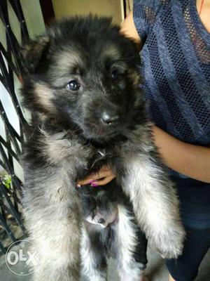 Double Coat Gsd Puppy very Healthy And Top
