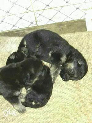 Double coated 30 days old gsd puppies for
