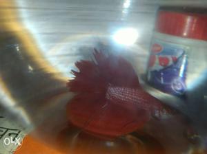 Double tail red Betta fish