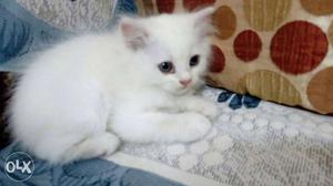 Each Persian kitten for  Its available in