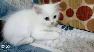 Each Persian kitten for  anyone interested
