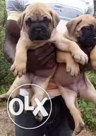 English and Bull mastiff pups available for show