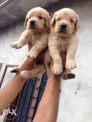Excellent Golden reteiver male pups top quality,