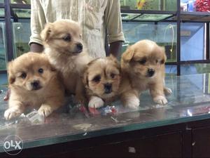 Execellent quality lhasa apsa pups available for