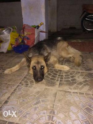 Female GSD I need male GSD dog for mating
