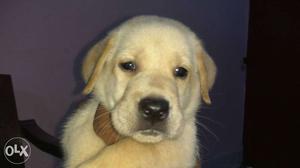 Female Labrador Retriever puppy Punched Face