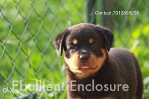 Female rottweiler puppies available