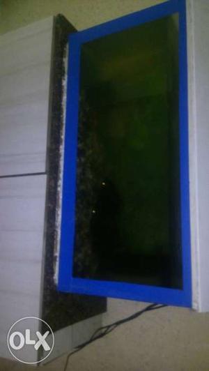 Fish tank with 2 pirna fish and filter+oxygen
