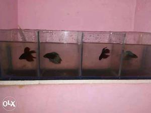 Four Black Aquarium Fish