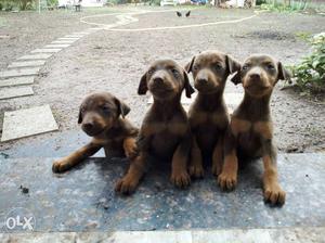 Four Red Rust Doberman Pinscher Puppies