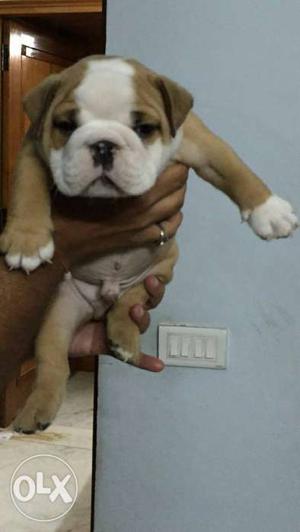 Franch bull dog male puppy show qualty avileble