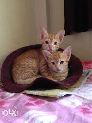FreeTwo Orange Tabby Kittens For adopt
