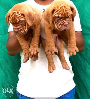 French Mastif puppies/ dogs for sale find a loyal companion