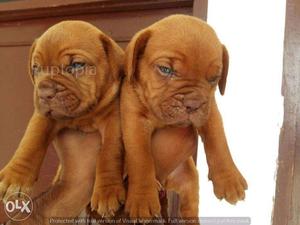 French Mastif puppies for sale find a companion friend in
