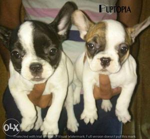 French bulldog puppy/dog for sale find a loving buddy in