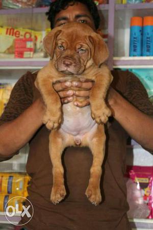 French mastiff female puppy super heavy Make call