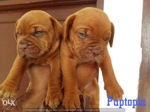 French mastiff puppies/ dogs for sale find a perfect friend