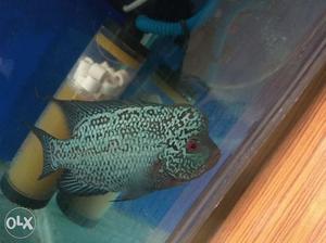 Full pearly kamfa for sale in good price.very