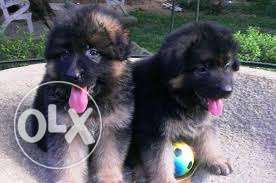 GERMAN SHEPHERD Import lineages MALES Puppies Available