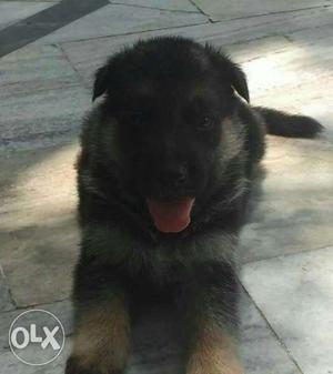 GSD Best quality show line puppies