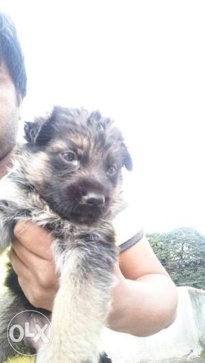 GSD female 40 days for sell