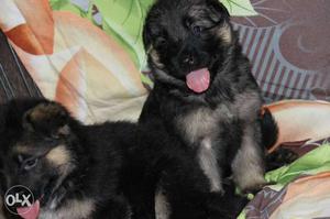 German Shepherd double coat puppies available