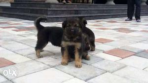 German Shepherd puppy Male and female...
