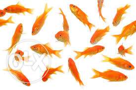 Gold fish each 75