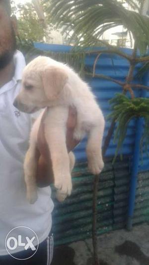 Golden Labrador pups Available for loving homes
