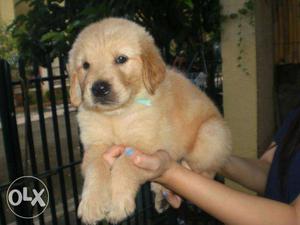 Golden Retriever Dogs With KCI Reg ~ KOLKATA DOG HOUSE