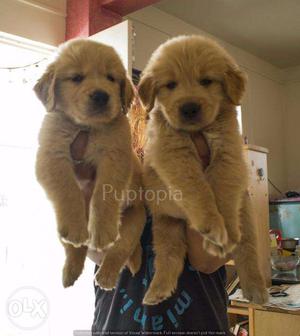 Golden Retriever puppies/ dogs for sale find a loyal guard