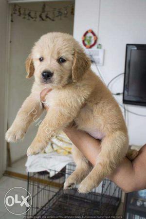 Golden Retriever puppy / dogs for sale friendly companion in