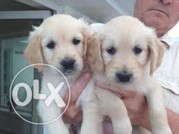 Golden retiever puppis female 40 days without paper