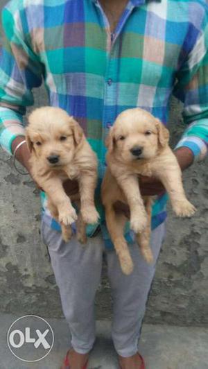 Golden retriever and female puppies available